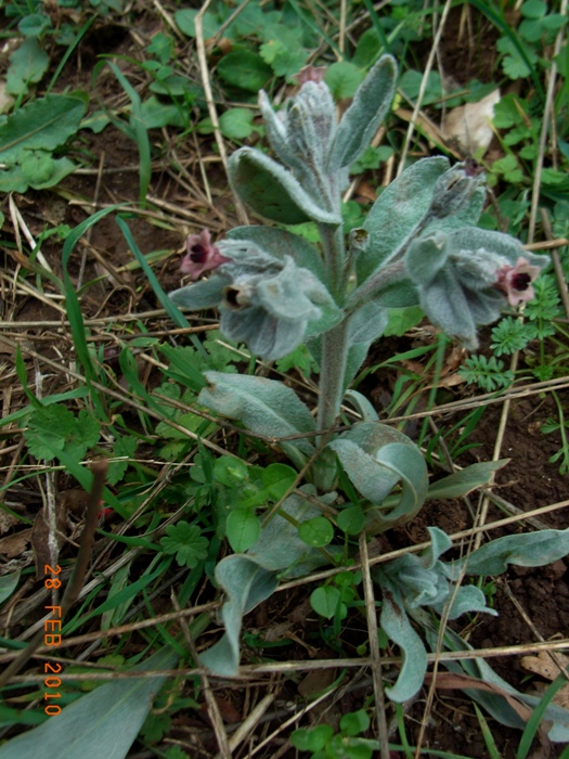 Cynoglossum cheirifolium